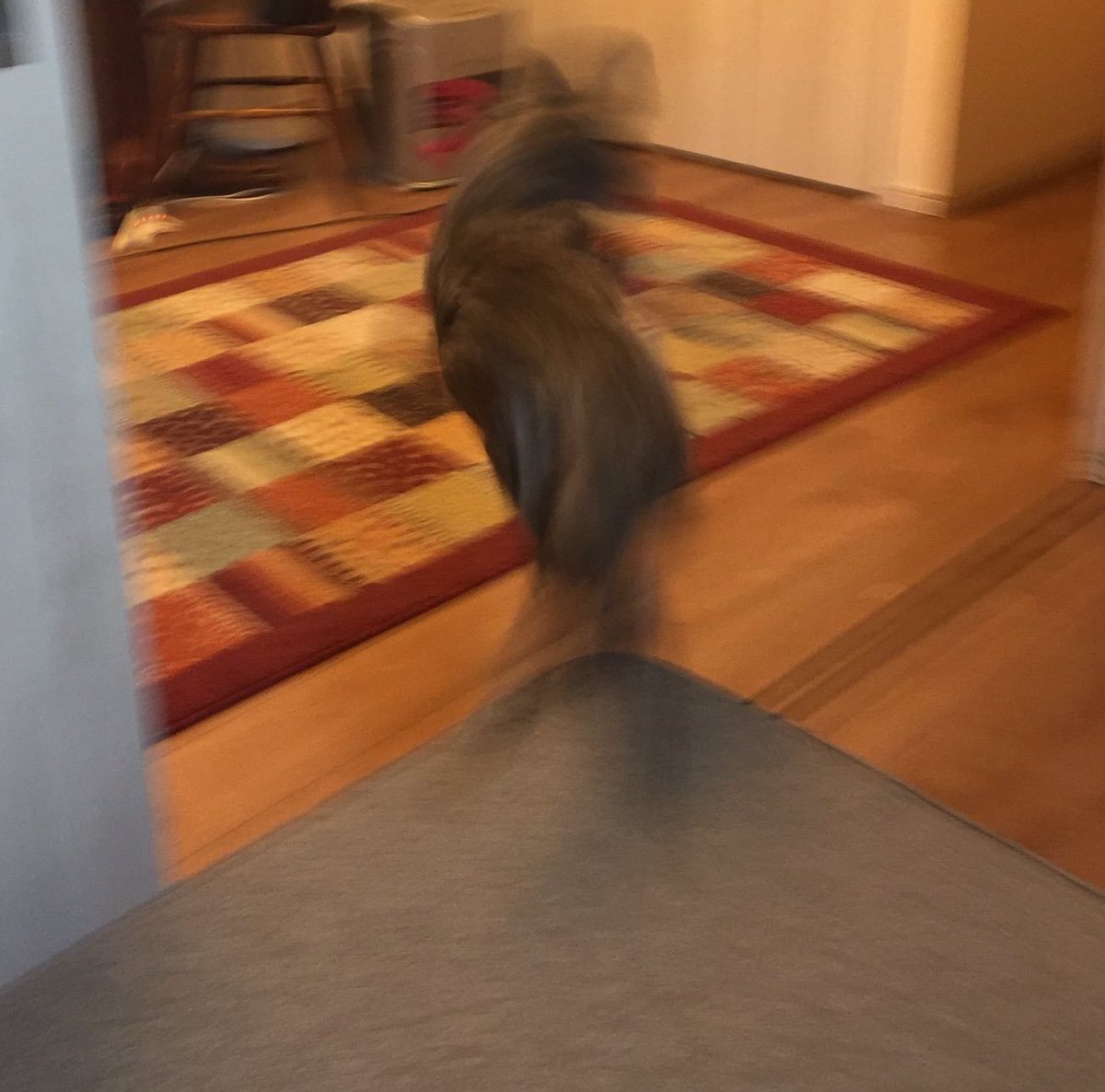 paradoggomore's tweet photo. https://t.co/9FsGMPSYsC