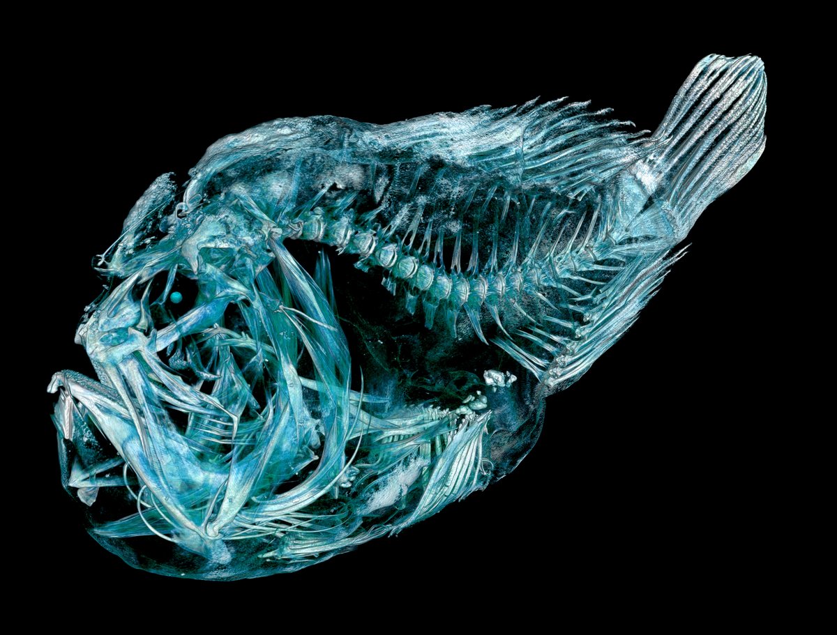 Florida Museum (@floridamuseum) on Twitter photo Online Exhibit 🩻 Inner Beauty
Mini monster? This fish specimen looks fairly fierce once CT scanned. Check out the beauty in our fishes collection:
floridamuseum.ufl.edu/exhibits/onlin…
Featured: Bandtail frogfish (Antennatus strigatus) Online Exhibit 🩻 Inner Beauty
Mini monster? This fish specimen looks fairly fierce once CT scanned. Check out the beauty in our fishes collection:
floridamuseum.ufl.edu/exhibits/onlin…
Featured: Bandtail frogfish (Antennatus strigatus)