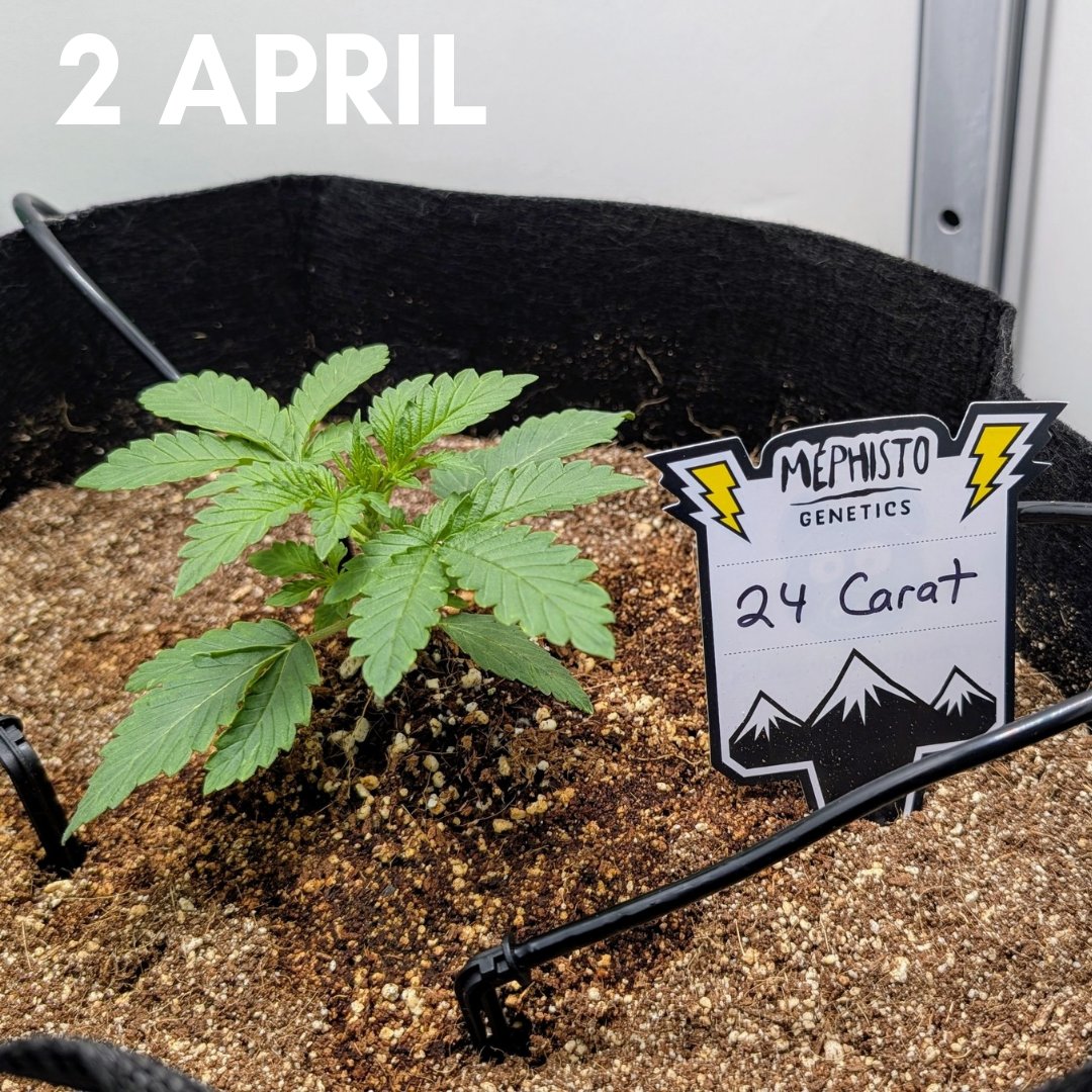 Hir3ling's tweet photo. 🌱 She settled in nice after her transplant and is really starting to take off 💚
#lovewhatyougrow #autoflowers #VGrow https://t.co/6w326c0rO9