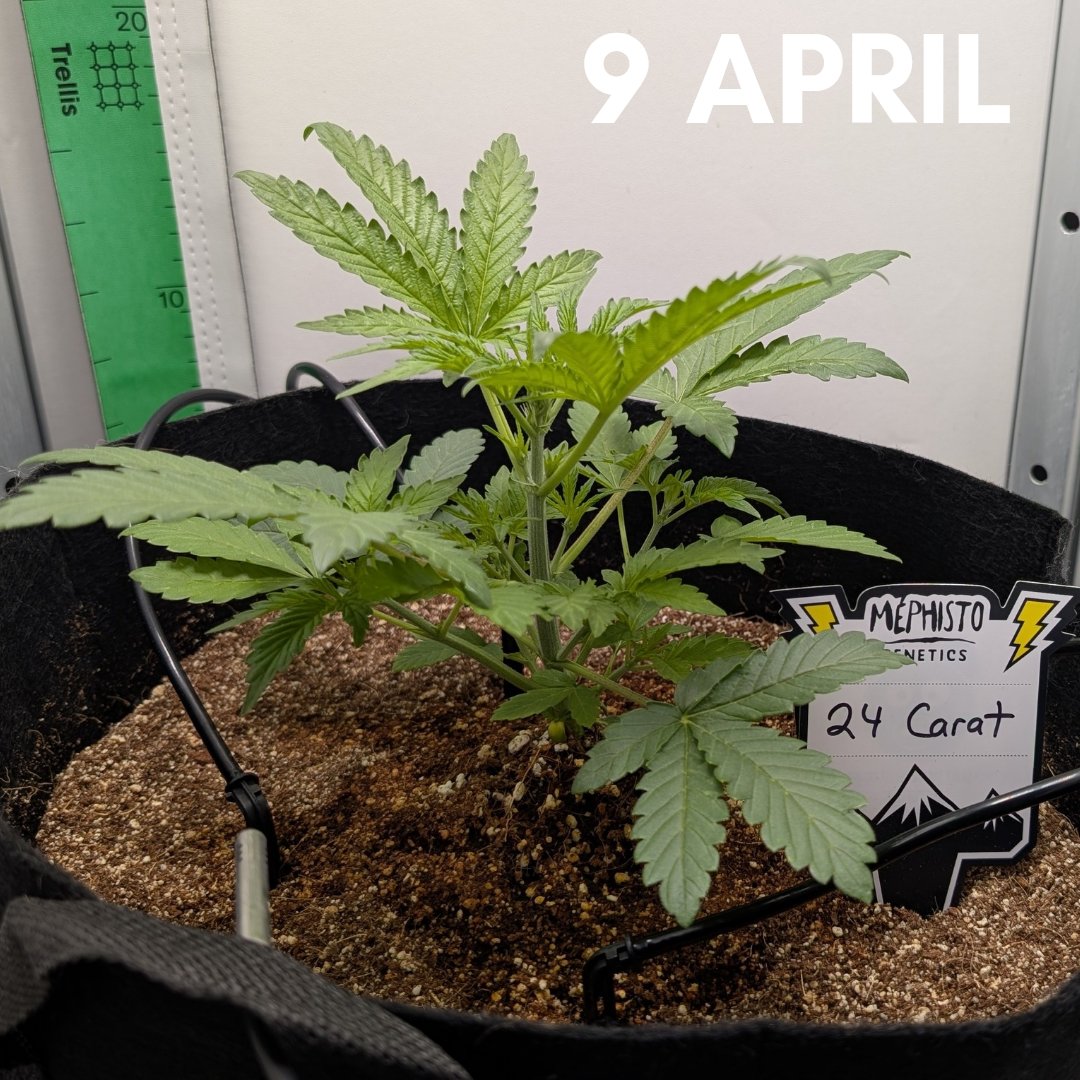 Hir3ling's tweet photo. 🌱 She settled in nice after her transplant and is really starting to take off 💚
#lovewhatyougrow #autoflowers #VGrow https://t.co/6w326c0rO9