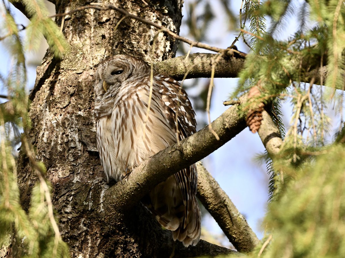 JoeyBrunk's tweet photo. Been wanting to share more of my wildlife photography, so I’m starting off with these owls from the last couple of weeks lol 

Barred Owl in pictures 1 &amp; 2. Great Horned Owl in pictures 3 &amp; 4. https://t.co/mwetBSvh7B