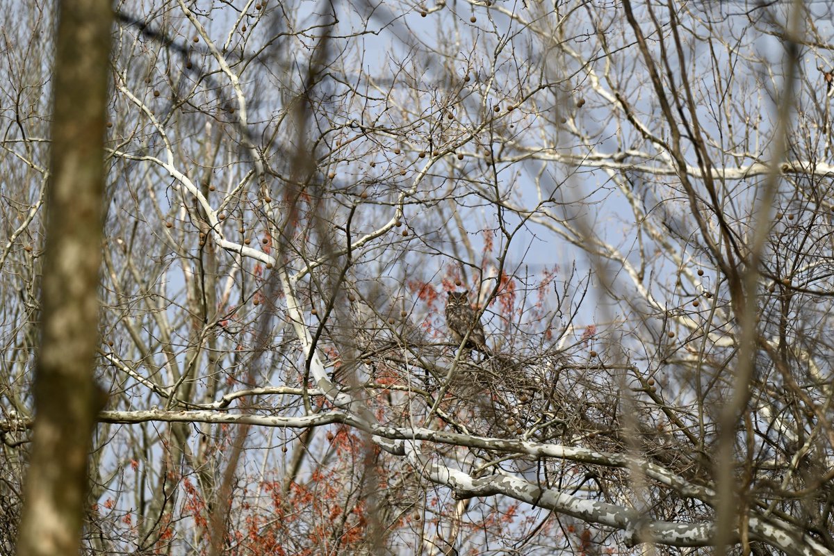 JoeyBrunk's tweet photo. Been wanting to share more of my wildlife photography, so I’m starting off with these owls from the last couple of weeks lol 

Barred Owl in pictures 1 &amp; 2. Great Horned Owl in pictures 3 &amp; 4. https://t.co/mwetBSvh7B