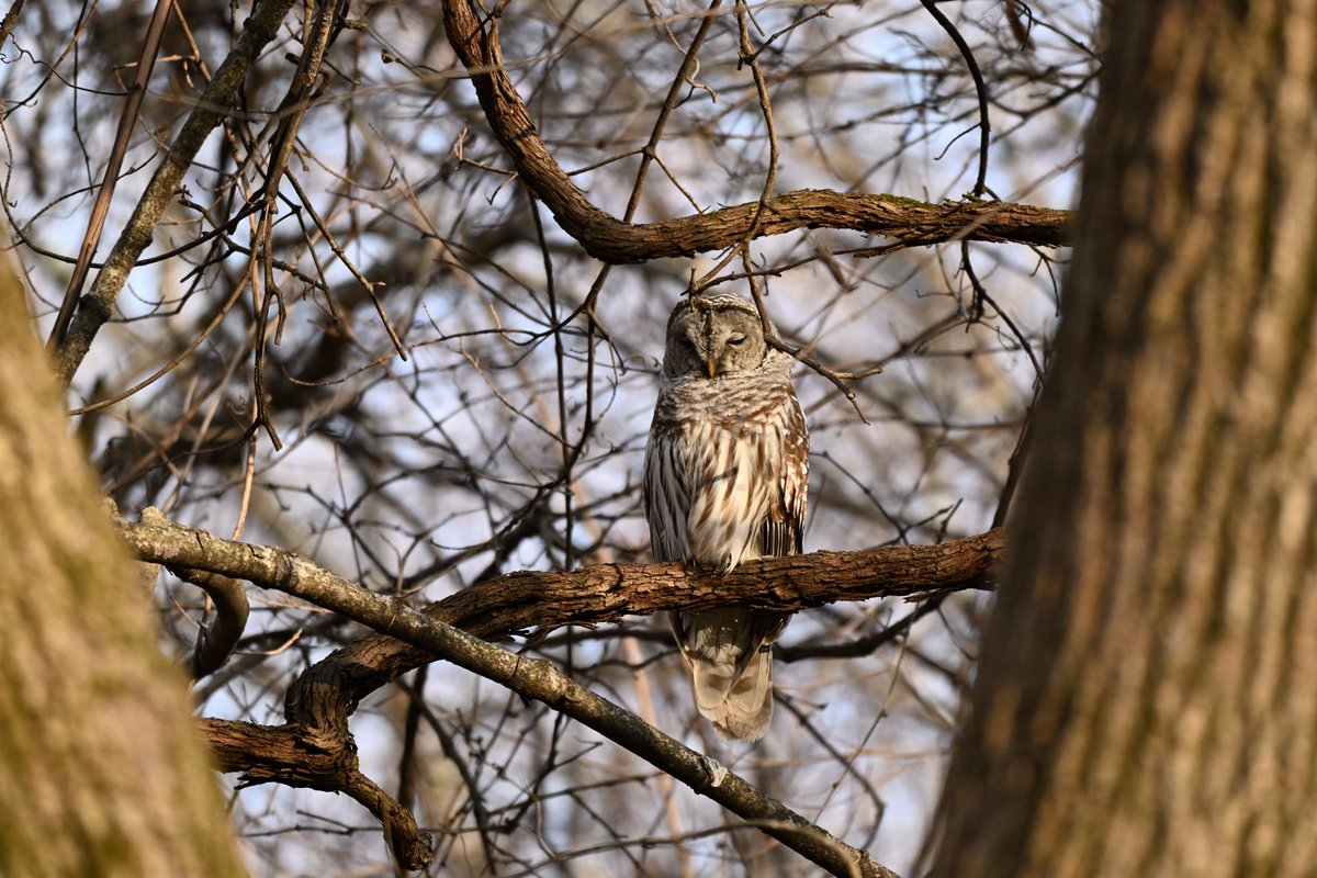 JoeyBrunk's tweet photo. Been wanting to share more of my wildlife photography, so I’m starting off with these owls from the last couple of weeks lol 

Barred Owl in pictures 1 &amp; 2. Great Horned Owl in pictures 3 &amp; 4. https://t.co/mwetBSvh7B