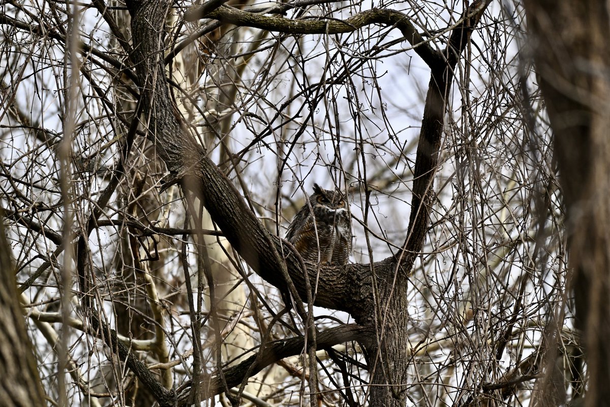 Been wanting to share more of my wildlife photography, so I’m starting off with these owls from the last couple of weeks lol 

Barred Owl in pictures 1 &amp; 2. Great Horned Owl in pictures 3 &amp; 4.