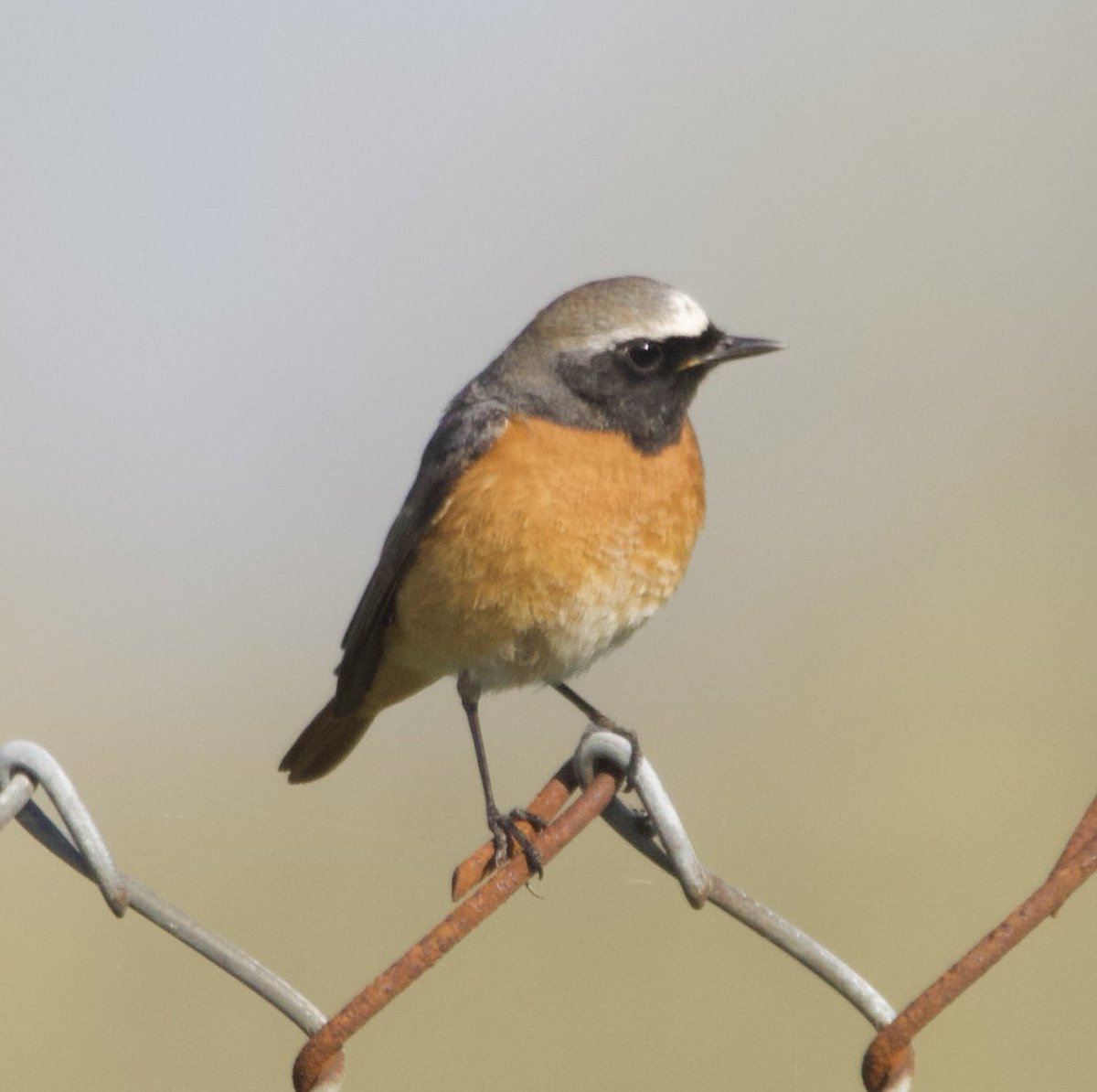 Morgan Caygill tweet media