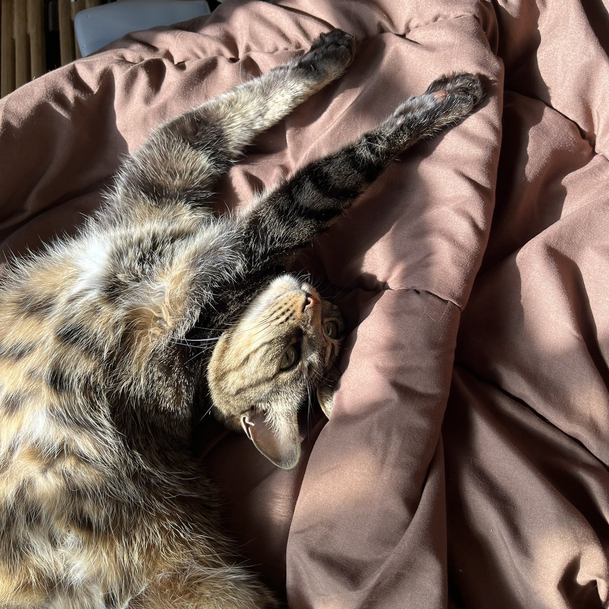 Rian_0405's tweet photo. すんごい体制で日向ぼっこしてんなリアンつぁん
#猫 #キジトラ #写真 https://t.co/ebkpYHjAlC