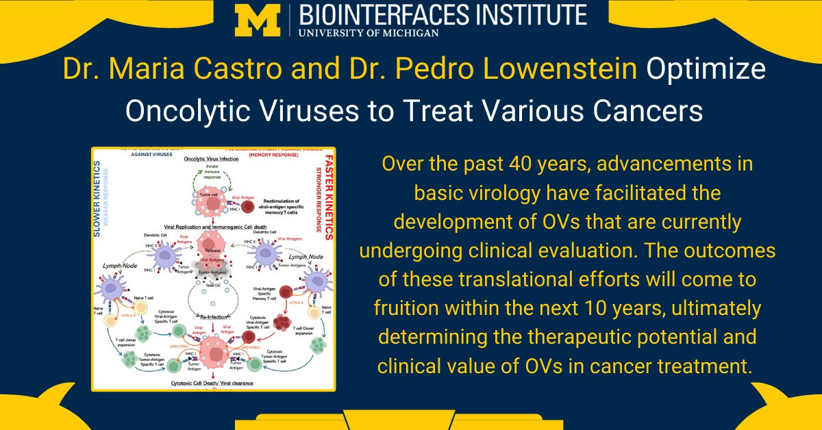 UM Biointerfaces (@umbiointerfaces) on Twitter photo Dr. Maria Castro <a href="/castro2355_mg/">maria g castro</a> and Dr. Pedro Lowenstein work with Oncolytic viruses (OVs) in order to optimize their potential for treatments of various cancers. Here, they summarize the advancements and achievements of OV treatments
Read More Here: sciencedirect.com/science/articl… Dr. Maria Castro <a href="/castro2355_mg/">maria g castro</a> and Dr. Pedro Lowenstein work with Oncolytic viruses (OVs) in order to optimize their potential for treatments of various cancers. Here, they summarize the advancements and achievements of OV treatments
Read More Here: sciencedirect.com/science/articl…