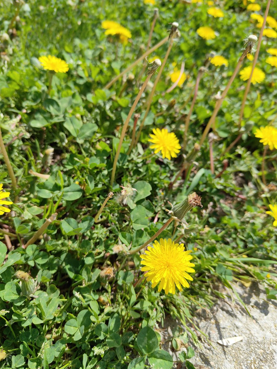 cdcmb's tweet photo. Sentarme en la grama,bajo el sol mientras la alergia me mata es mi descripción de FELICIDAD en Primavera 🌼 https://t.co/quEZKOJdKI