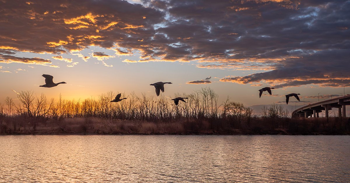 #Niagara Photo of the Week: A Canada Goose fly by at dawn on the Welland Canal, along with a very active Great Blue Heron nesting colony.

Thanks for sharing Mark Smith, St. Catharines.