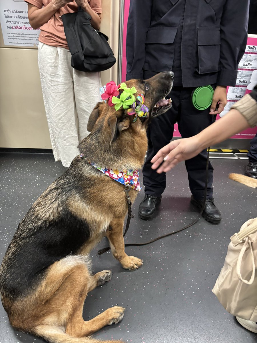 uni_solotrip's tweet photo. ソンクラーン仕様の警察犬@ MRT https://t.co/m2bO7gjuj3