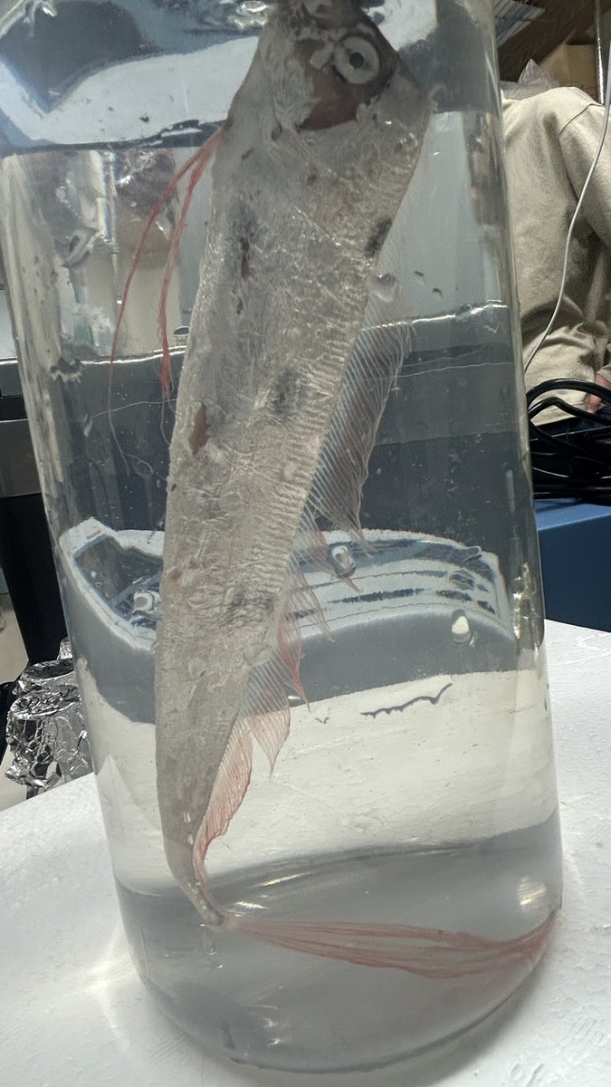 【激レア深海魚】テンガイハタ 液浸標本 テンガイハタを液浸標本にしました✨