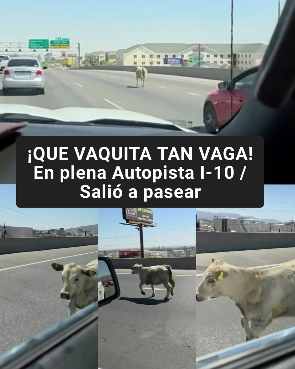 EdgarRomn199830's tweet photo. ¡QUE VAQUITA TAN VAGA!
En plena Autopista I-10 se bajó a pasear / Se salió de un remolque / Andaba muy feliz sin reconocer el peligro en qué estaba / Que Cosas #ElPaso https://t.co/j4AuWqMNCI