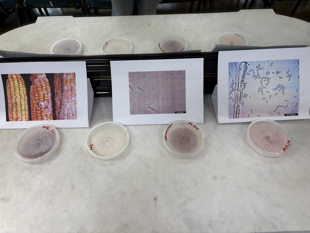 GrumpieKate's tweet photo. We had a blast at the Poznański Festiwal Nauki I Sztuki!
On April 9, a team from IGR PAN led a workshop ‘From Seed to Yield. Fungal Saboteurs in Action’. Thanks for being with us and see you next year! 
#science #education #popularization #crop #fungi https://t.co/nySWT5hptP