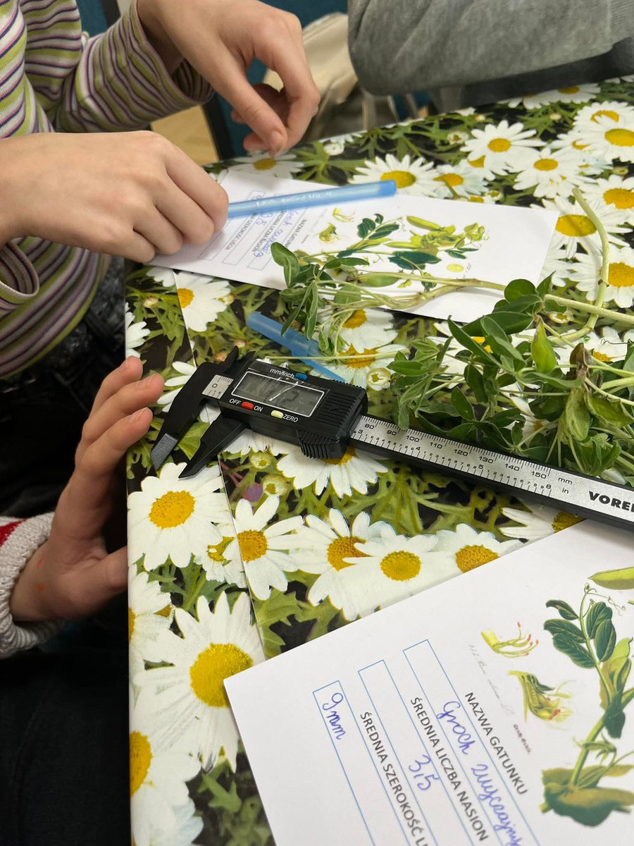 GrumpieKate's tweet photo. We had a blast at the Poznański Festiwal Nauki I Sztuki!
On April 9, a team from IGR PAN led a workshop ‘From Seed to Yield. Fungal Saboteurs in Action’. Thanks for being with us and see you next year! 
#science #education #popularization #crop #fungi https://t.co/nySWT5hptP