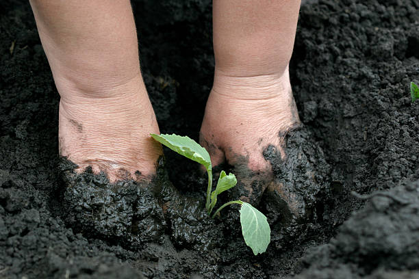 Soil2SoulLife's tweet photo. Before we grow trees,
we must first feel the soil.
I dream of a life rooted in soil, not cement...
of food grown with love, not chemicals...
of living gently with the Earth, not against it.
This is the beginning. A seed of thought.
#Permaculture #OrganicFarming #SustainableLiving https://t.co/DQhhks8nVQ