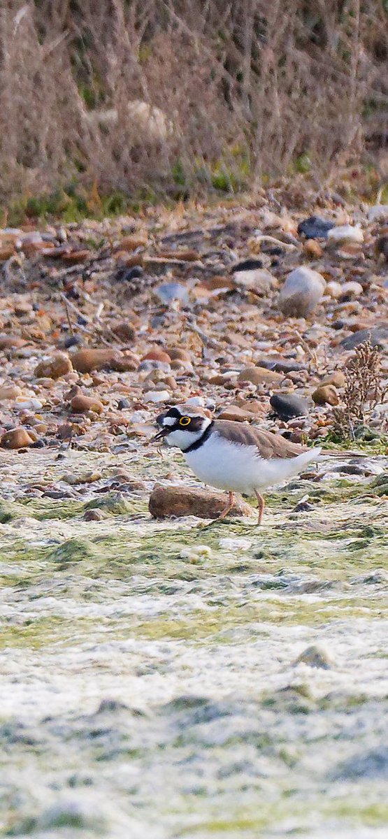 BirdsofClimping's tweet photo. A LRP present for its second day at climping this morning. @SussexBirding @SussexOrnitholo https://t.co/JZBjPi4JdN