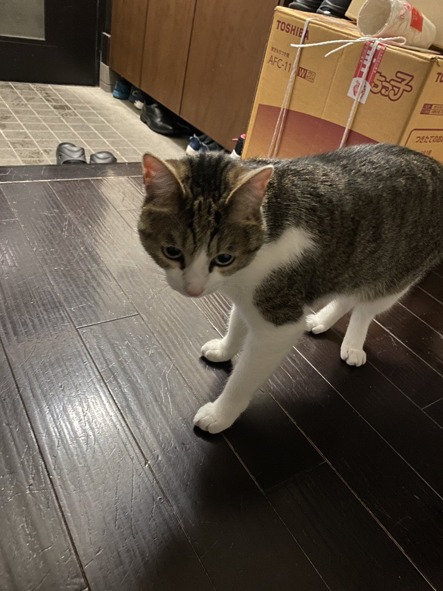 よく吐くので病院で診てもらったネコチャン
注射された💉