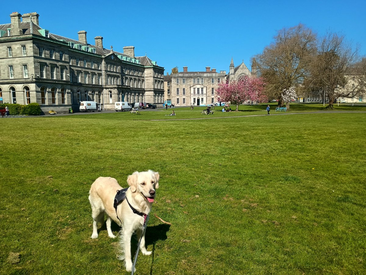 Professor Yvonne Daly (@yvonnedaly) on Twitter photo Lovely day for a sunny stroll around the <a href="/DCU/">Dublin City University</a> All Hallows campus! #DogsOfDCU Lovely day for a sunny stroll around the <a href="/DCU/">Dublin City University</a> All Hallows campus! #DogsOfDCU