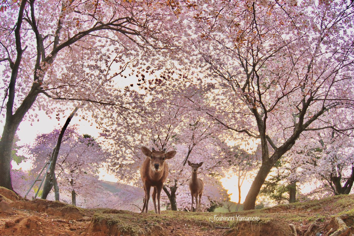 nara_yamamoto's tweet photo. 奈良公園の秘密の花園は、ココノエザクラで覆われています。 https://t.co/DTdcRNt0Pq