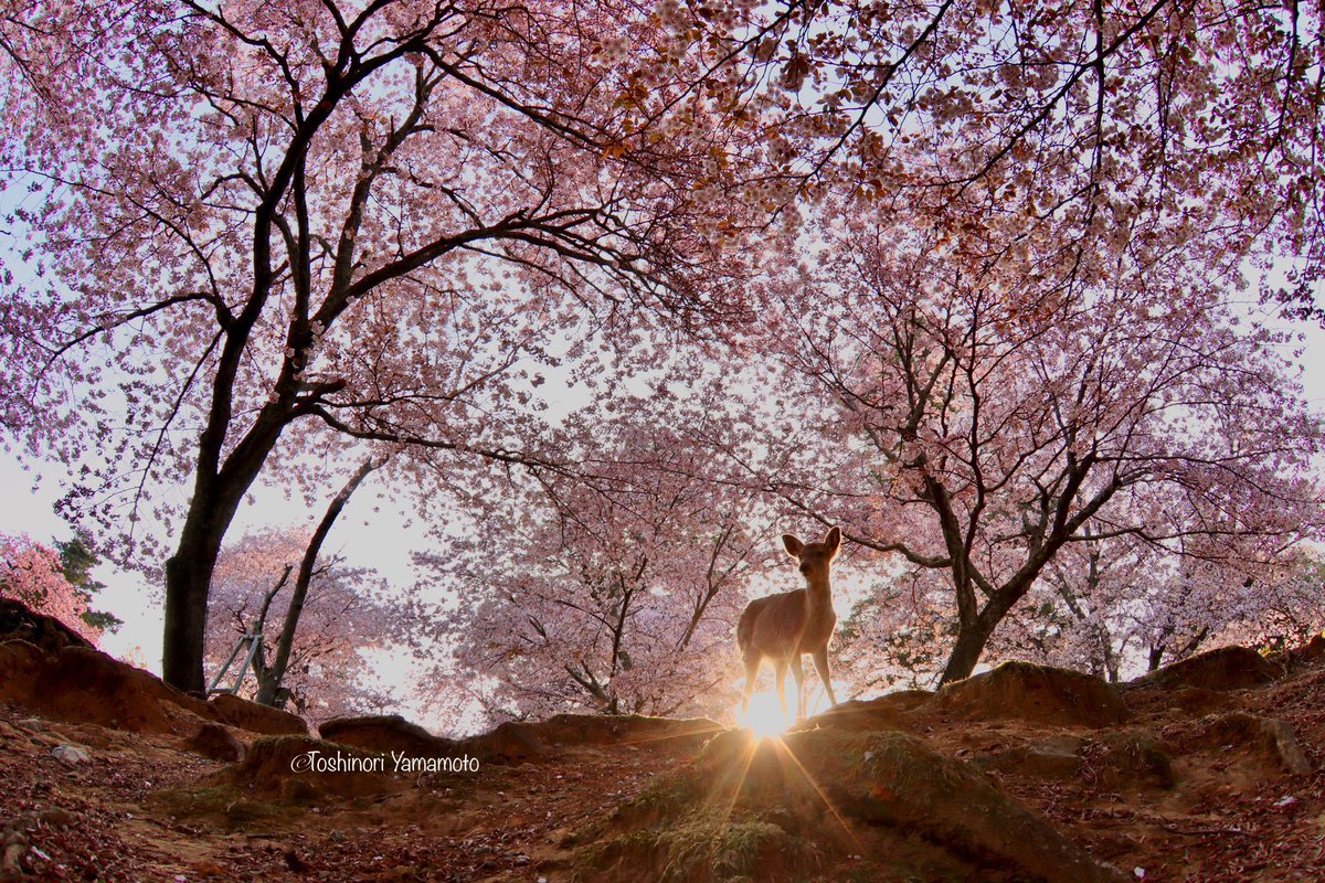 nara_yamamoto's tweet photo. 奈良公園の秘密の花園は、ココノエザクラで覆われています。 https://t.co/DTdcRNt0Pq