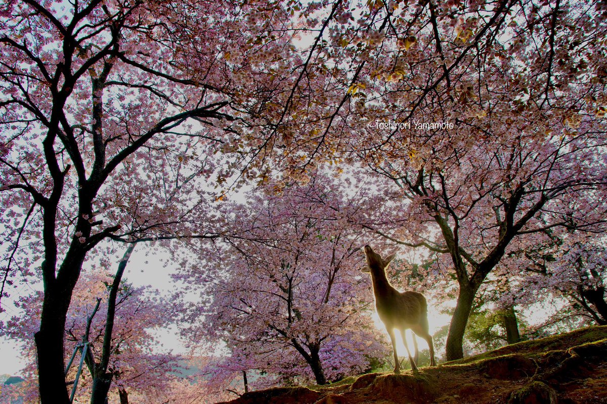 nara_yamamoto's tweet photo. 奈良公園の秘密の花園は、ココノエザクラで覆われています。 https://t.co/DTdcRNt0Pq