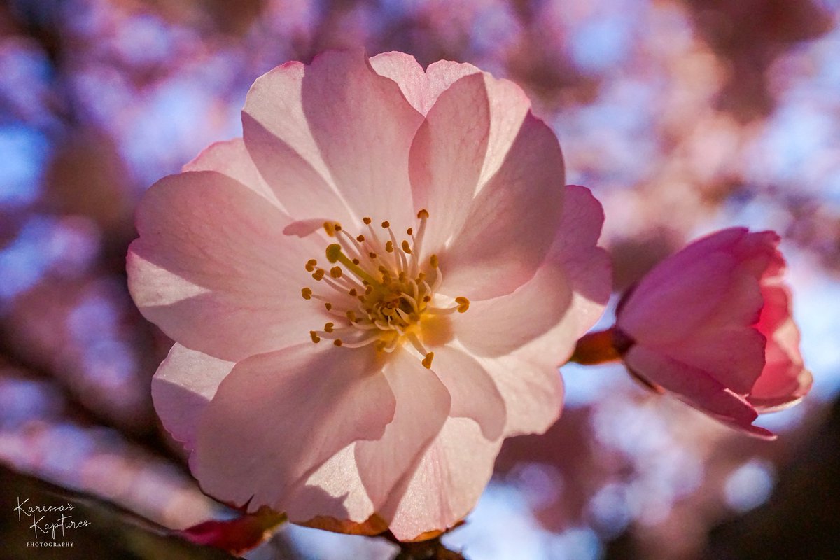 KarissasKapture's tweet photo. Cherry blossoms remind us to live in the present and appreciate the beauty around us
#KarissasKaptures #Spring #SpringInBloom #cherryblossom #BranchBrookPark #SpringInNewJersey #FlowerPhotography #Bokeh #MacroFlowers #macrophotography #FunTimes https://t.co/LyC5OaWKM7