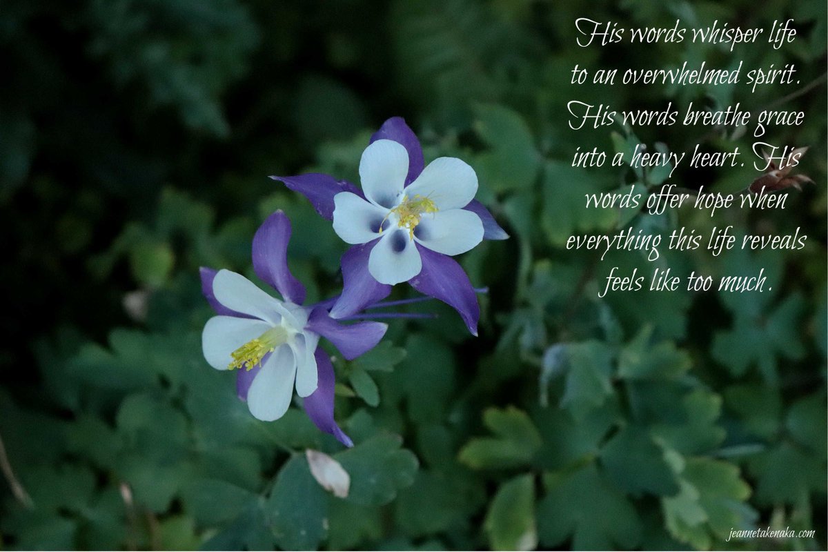 God’s words are so powerful. They revive us when we feel dead. They breathe grace into a weary heart. They offer hope when life threatens to submerge us. I’m curious, what have God’s words done in your life?
#godswords #faithlife #perspective