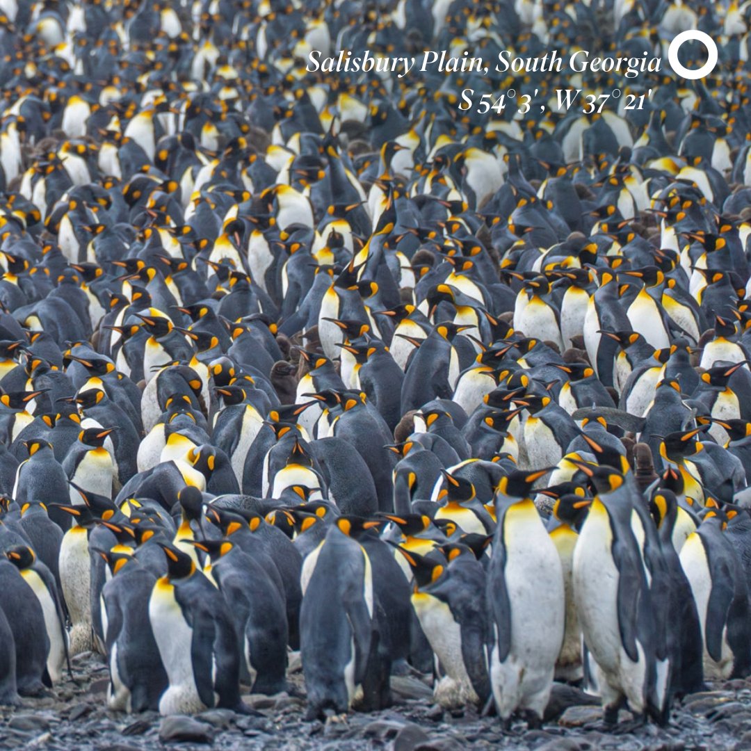 Get your calculators out - you'll need them to work out just how many penguins are in this shot. Captured at Salisbury Plain on South Georgia Island, this is home for over 60,000 King penguins. Inspired? Join us in Antarctica and South Georgia in October or November 2025.