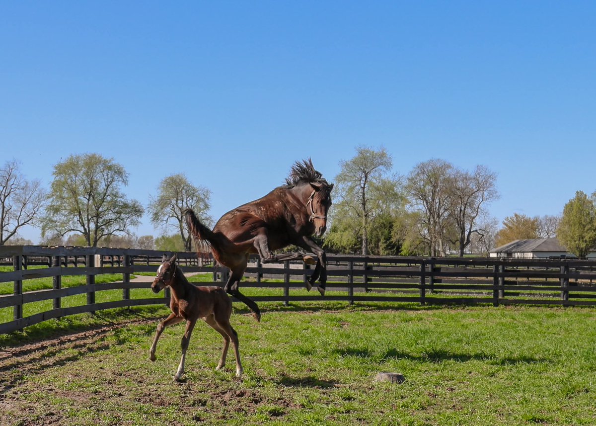 Caught new mom Ancient Peace (War Front) showing off for her new Flightline colt 🚀 <a href="/flyingdutchky/">flyingdutchmenky</a>