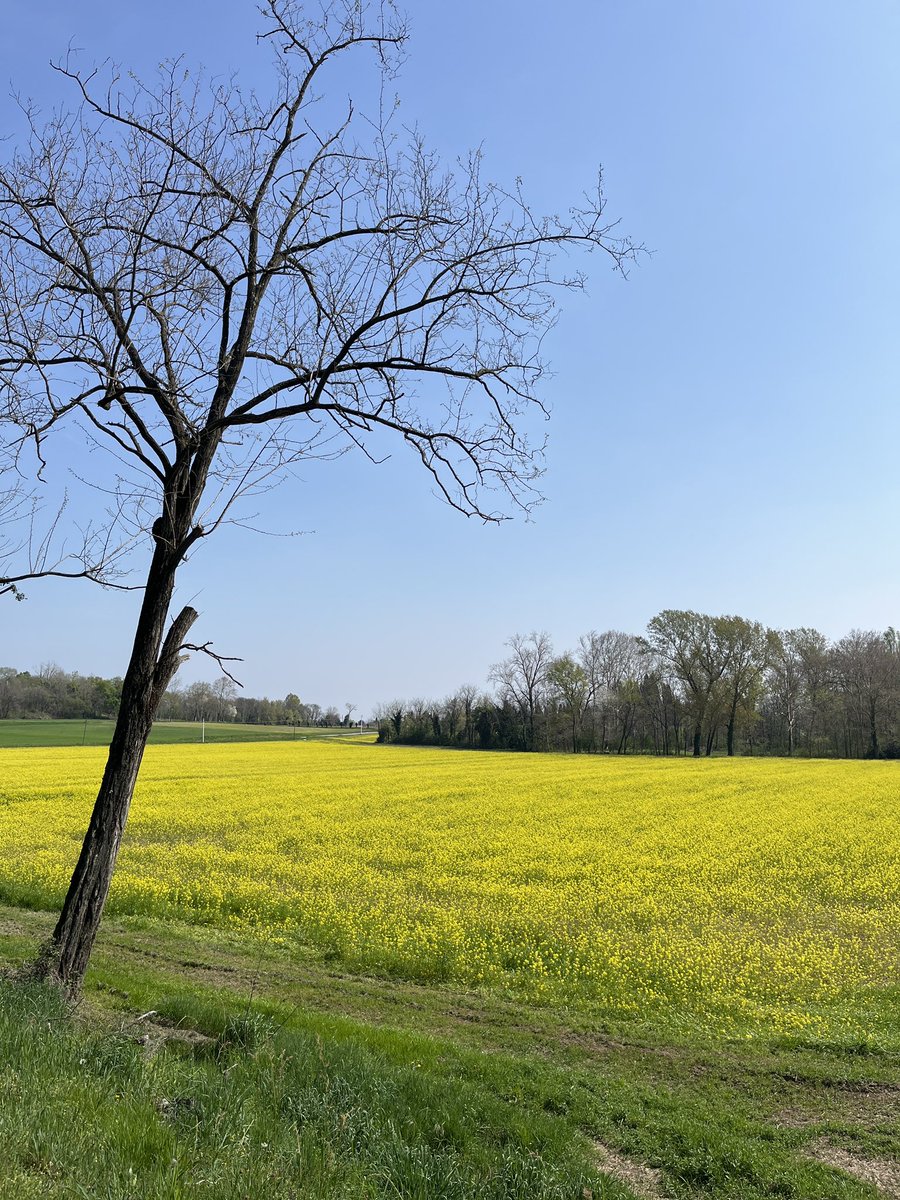 elefeli975's tweet photo. Scorci. Martignacco.
Aprile 2025

#Flowers #friuliveneziagiulia #landscape #aprile https://t.co/XICTzhKLis