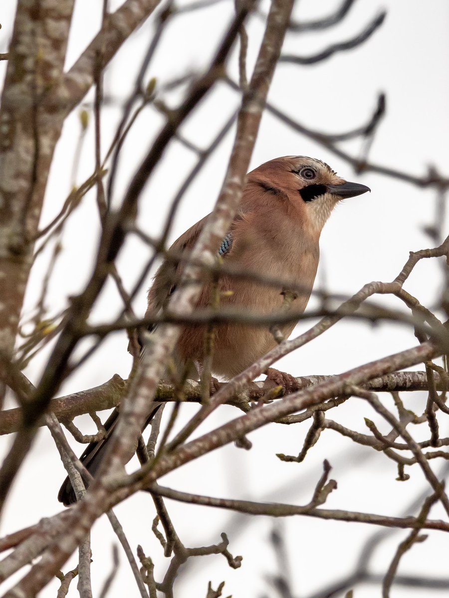 millierosek's tweet photo. Jay chilling in our garden recently #birdphotography https://t.co/QcPmU4FIst