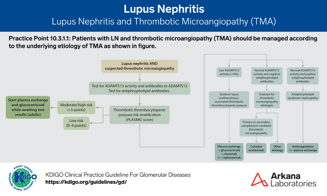A sample from the pathology teaching slide set on Lupus Nephritis and Thrombotic Microangiopathy (TMA), jointly prepared by Arkana Laboratories and <a href="/goKDIGO/">KDIGO</a>. KDIGO.org/guidelines/gd/

#KDIGO #pathology #kidneypath