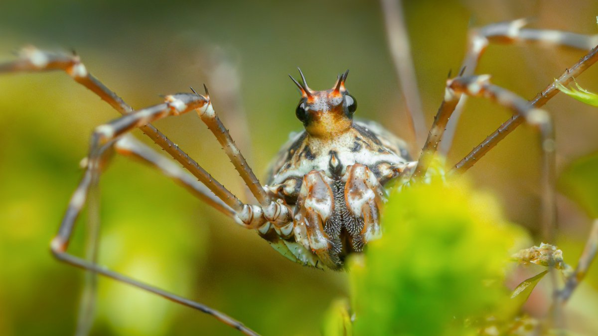 TimothyJonas's tweet image. Plenty of Megabunus diadema to be found on the mossy crags at Brockadale during a late night walk earlier this week.