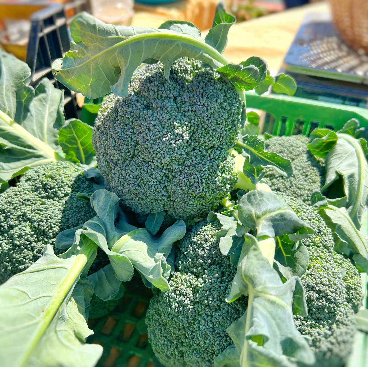 Rte es ventall tweet media