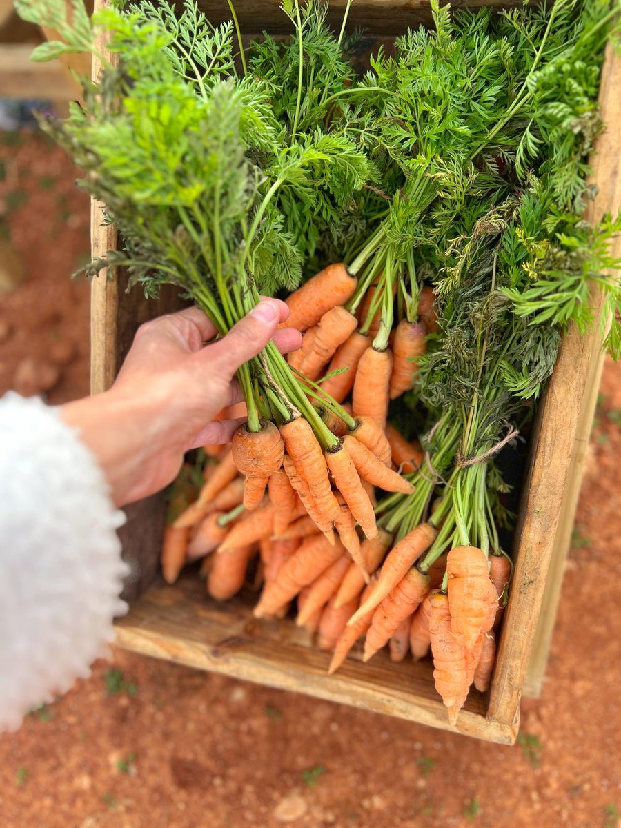 Rte es ventall tweet media