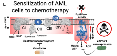 Kelsey Fisher-Wellman, PhD tweet media