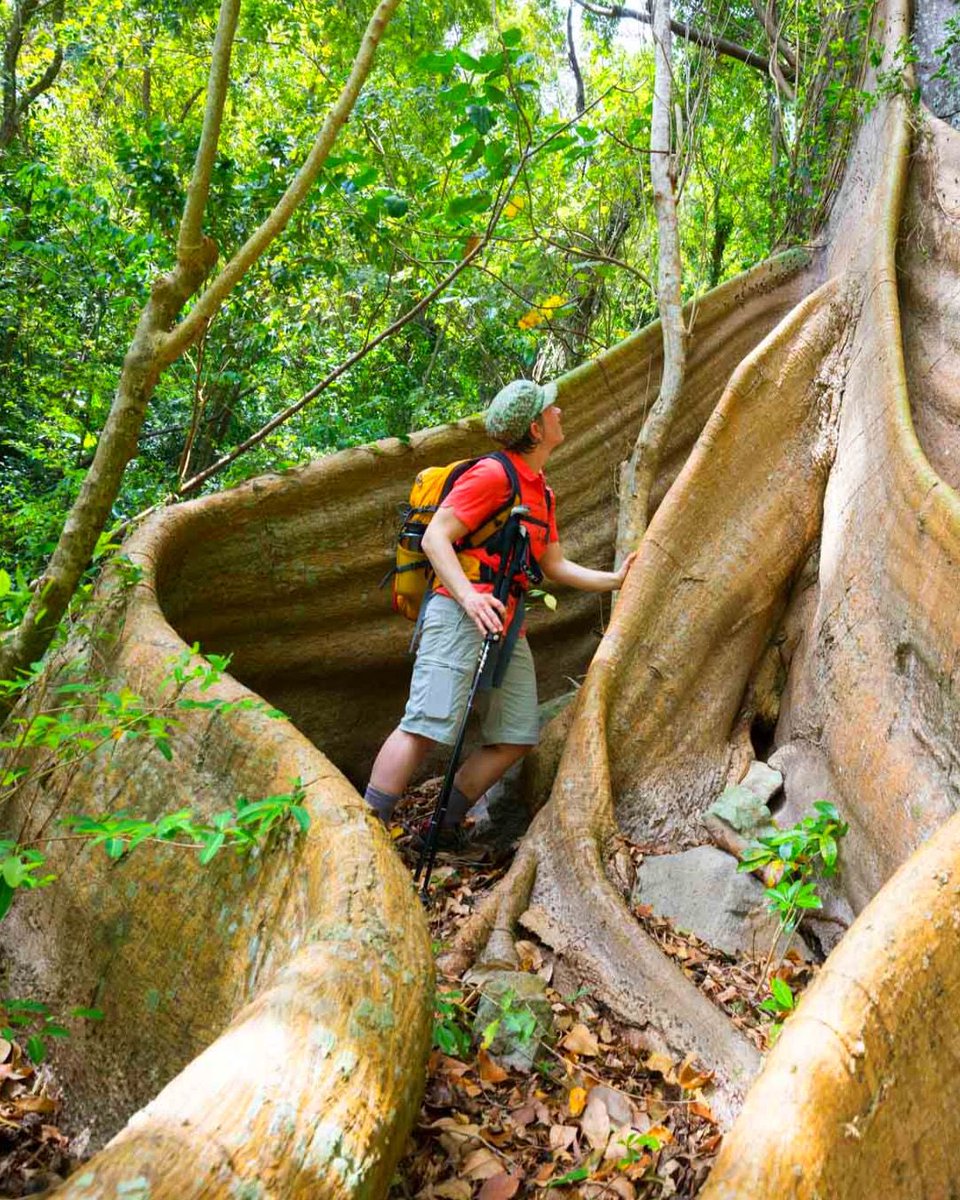 dominica_of's tweet photo. Here are 5 #Dominica #hiking #adventures that will leave you breathless:
🥾The Boiling #Lake
🥾The #Waitukubuli National
🥾The Titou Gorge #Canyoning
🥾The #Jacko Steps
🥾The Morne Anglais #Mountain
#Caribbean #nature #island #hike #naturephotography #travelphotography https://t.co/o6GcW4oiNH