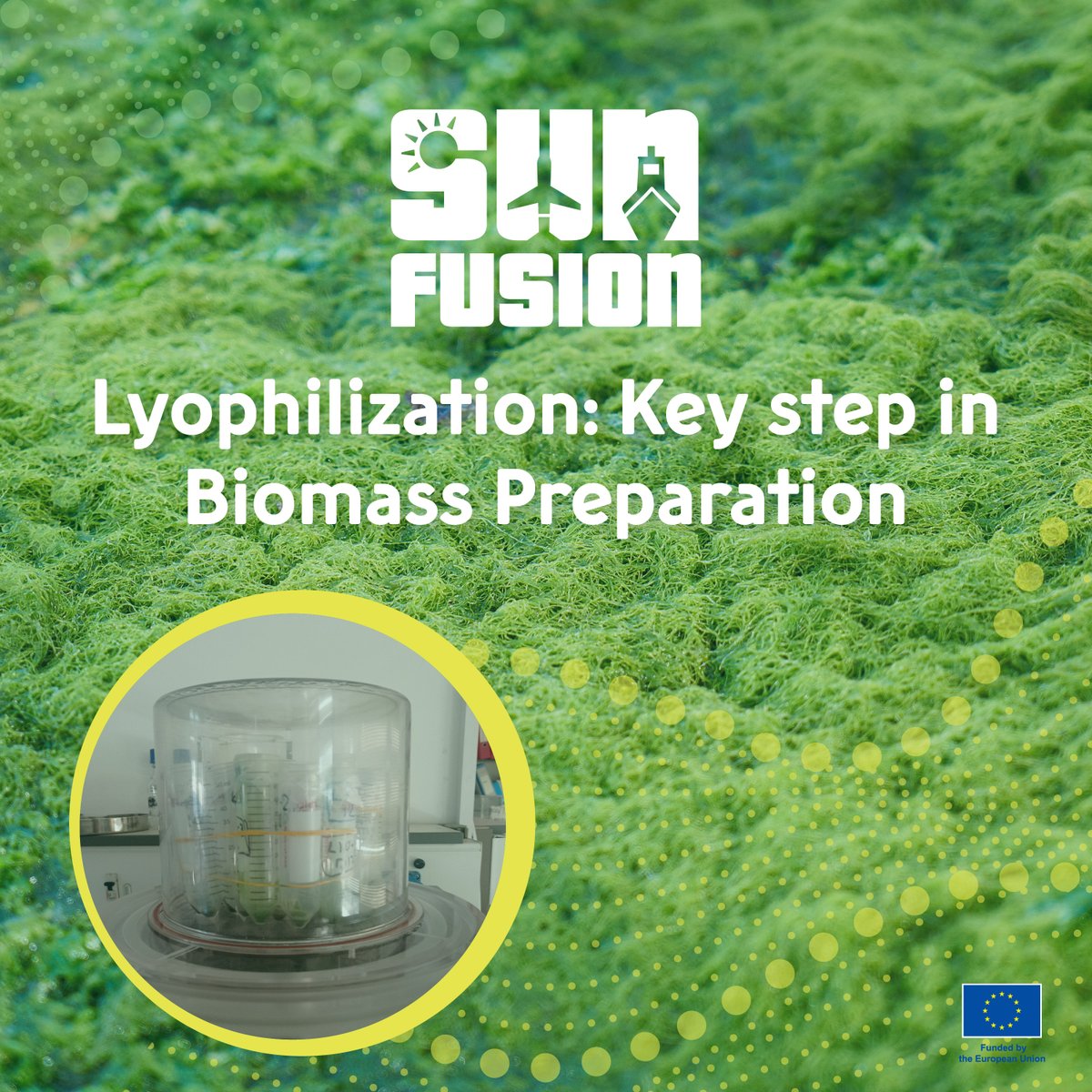 ➡️⛽️ Freeze-drying, or lyophilization, of microalgae biomass is essential for preserving lipid integrity, important for biofuel production. T

Stay tuned with our work on microalgae sunfusion.eu

#SUNFUSION #Microalgae #Scenedesmus #Biotechnology #SustainableFuels