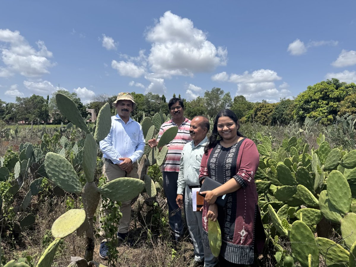 Kishor Behera (@drkishorbehera) on Twitter photo Spineless cactus nursery by ICARDA at NCRS, OUAT, Berhampur, Odisha is one of the good sources of planting material. ICARDA plans to upscale and market connect to benefit farmers of state in future
<a href="/ICARDA/">ICARDA</a> <a href="/ShivKAgrawal/">Shiv Agrawal</a> <a href="/krushibibhag/">କୃଷି ବିଭାଗ, ଓଡ଼ିଶା</a> Spineless cactus nursery by ICARDA at NCRS, OUAT, Berhampur, Odisha is one of the good sources of planting material. ICARDA plans to upscale and market connect to benefit farmers of state in future
<a href="/ICARDA/">ICARDA</a> <a href="/ShivKAgrawal/">Shiv Agrawal</a> <a href="/krushibibhag/">କୃଷି ବିଭାଗ, ଓଡ଼ିଶା</a>