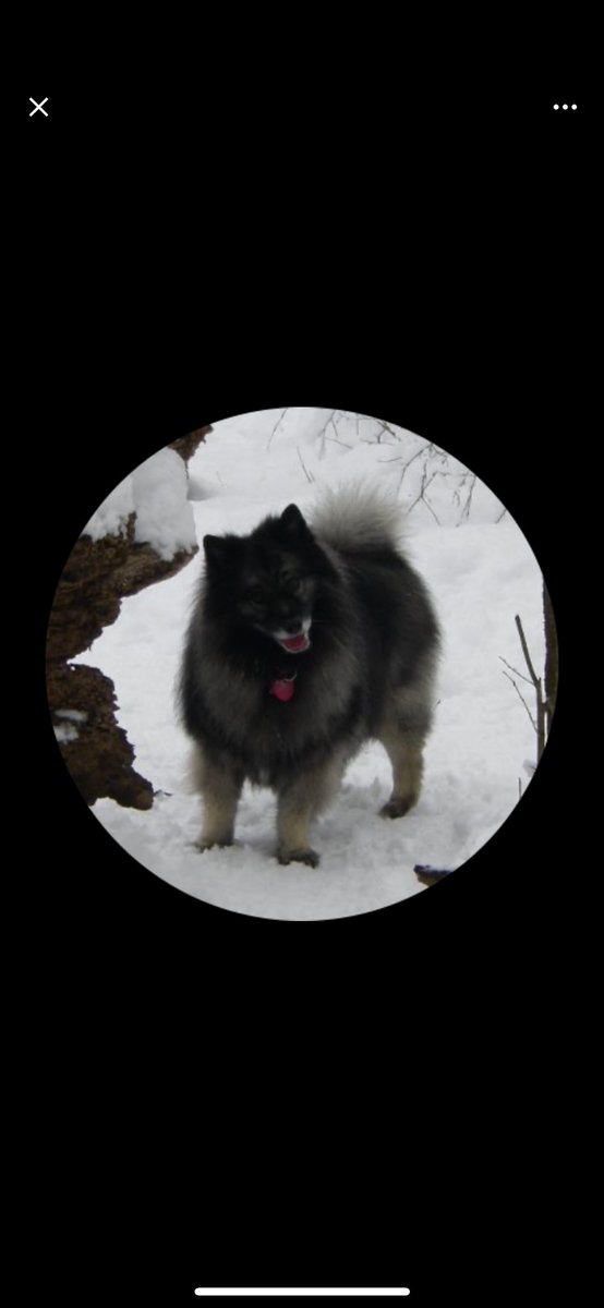 <a href="/AmFirstMAGA2/">America First Annie 🇺🇸 MAGA</a> <a href="/TheFl0orIsLaVa/">Kadi🇪🇪🌻</a> <a href="/JDVance/">JD Vance</a> This dog you? Or this you? Dog.