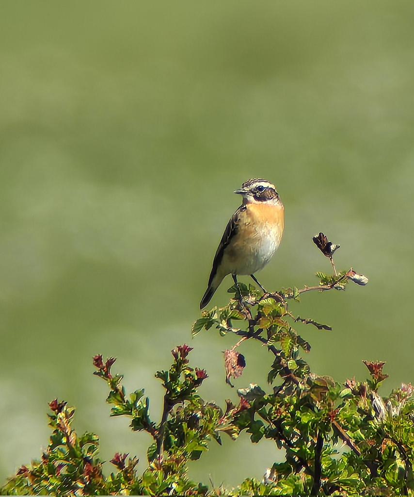 Nice Whinchat along the Chelt at Leigh Meadows this morning; also two male Redstart &amp; Yellow Wag over #glosbirds