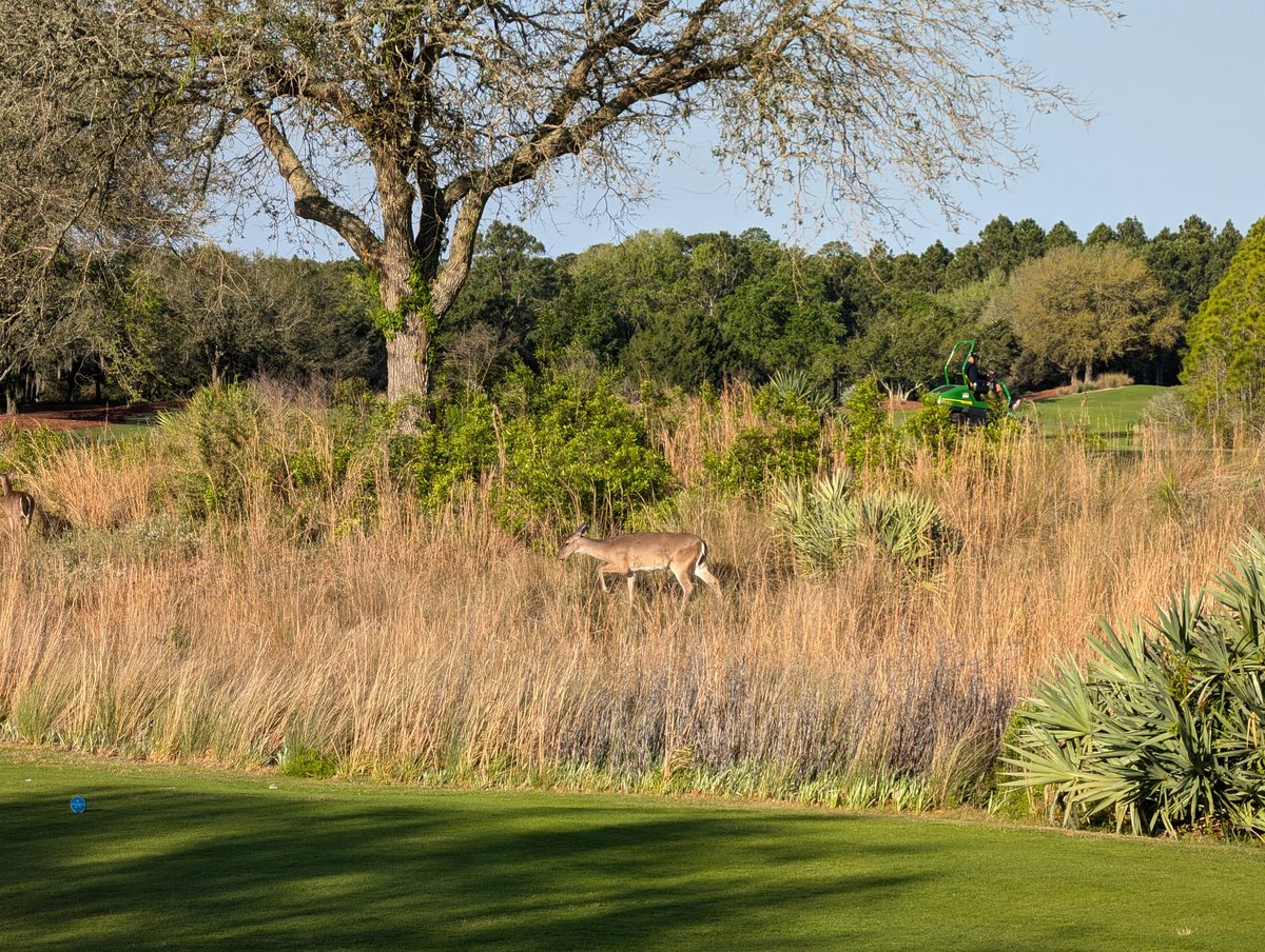 Deer and a Deere, Masters week.