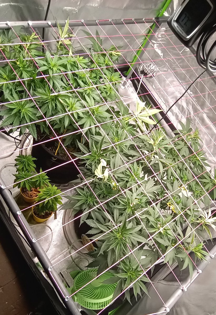 South Dakota Scrogger tweet media