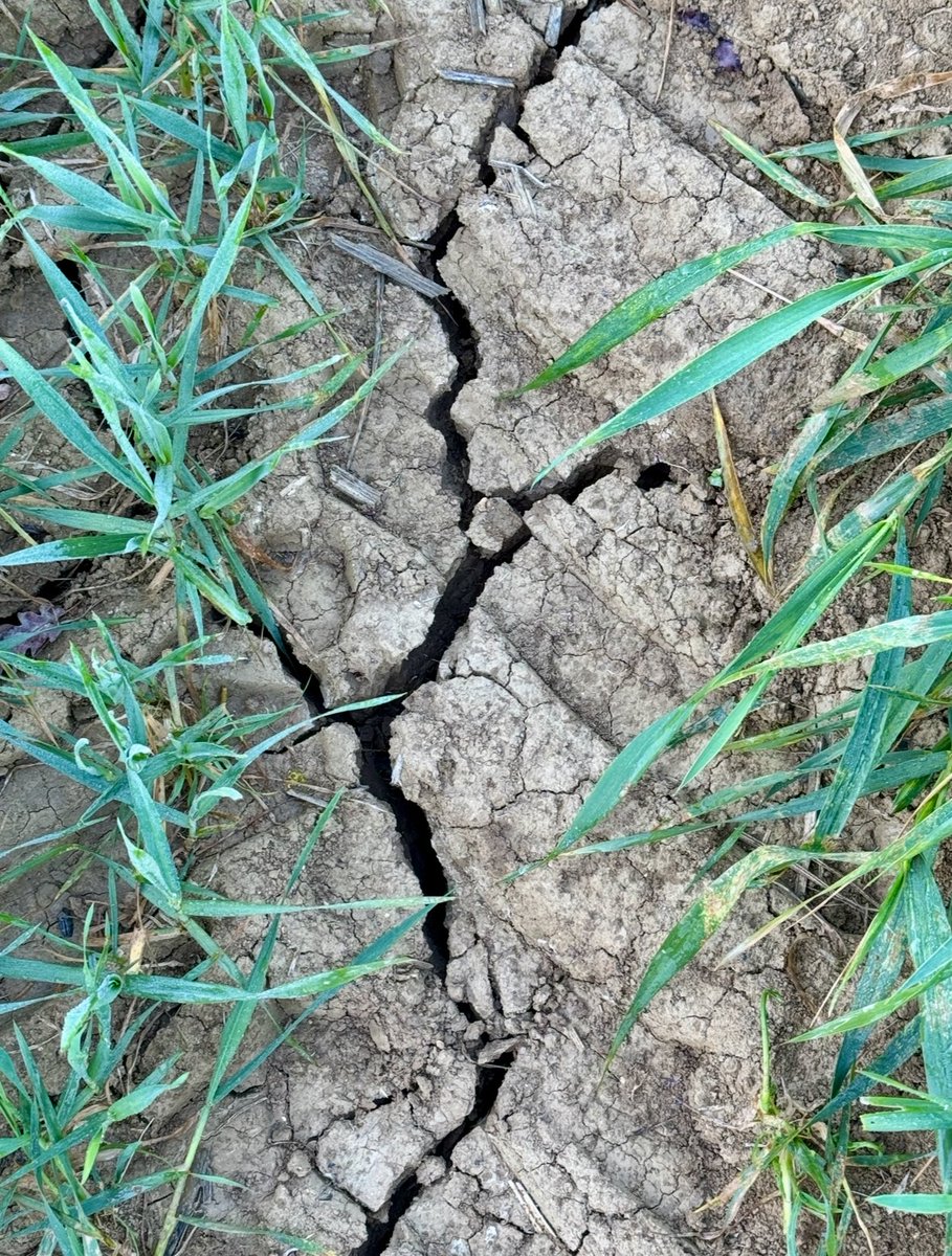 [#dansnoschamps ]
Il a beaucoup plu l’automne dernier , mais ce #printemps il fait sec… très #
sec… 
Alors nous avons décidé de vous montrer la réalité…L’effet de ce manque d’eau sur la #terre!
Aviez-vous conscience de ce manque d’ #eau!