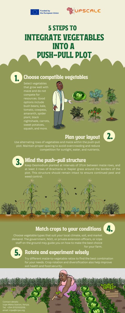 upscale_h2020's tweet image. Thinking about growing more food and earning more from your land?
With #UPSCALE and @icipe, learn how to integrate vegetables into a Push-Pull plot in just 5 easy steps with our brand-new infographic!
📊 Explore more practical UPSCALE materials at:🔗 upscale-h2020.eu