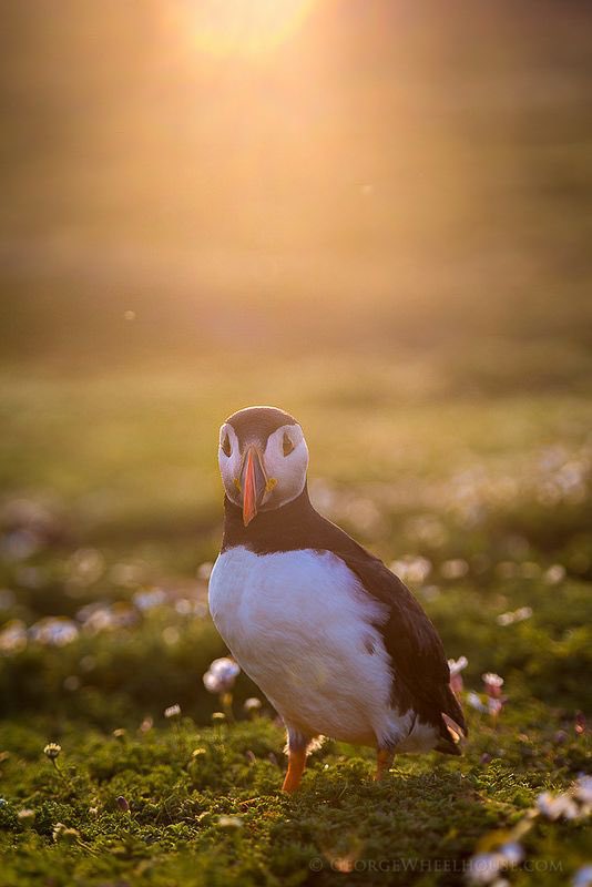 Morning puff #puffins