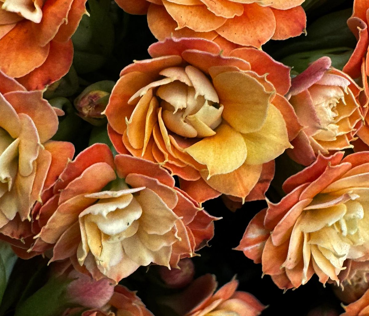 Het #gemeentehuis en de #milieustraten zijn gesloten met de #feestdagen 🐣 Er is ook geen #afvalinzameling tijdens de feestdagen. Meer info ➡️ obi41.nl/2p83s7ns