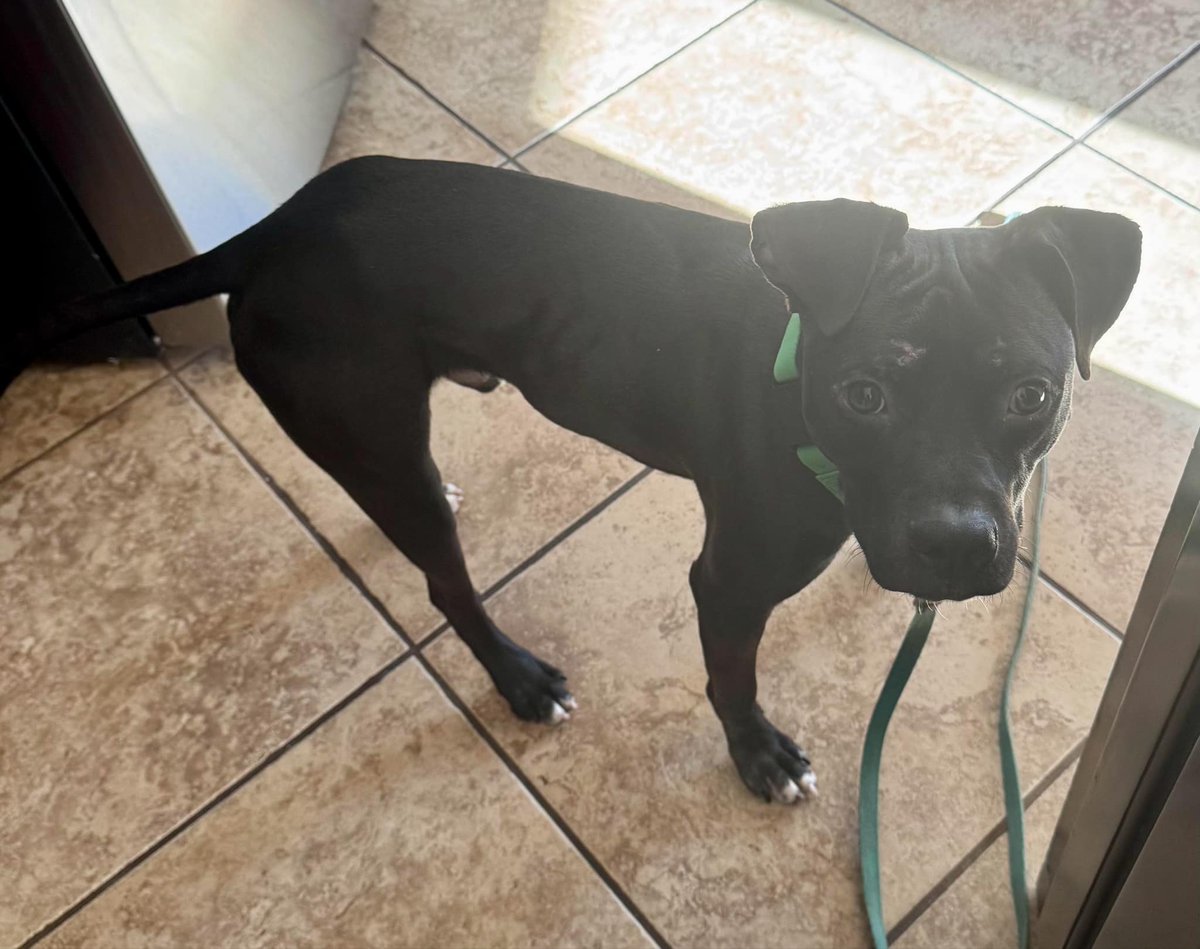 MIKEY 219719 is out of the shelter and into his foster home in CT!! 🎉 from grave danger to his own bed &amp; toys! 

#mikey #amsterdog #amsterdogrescue