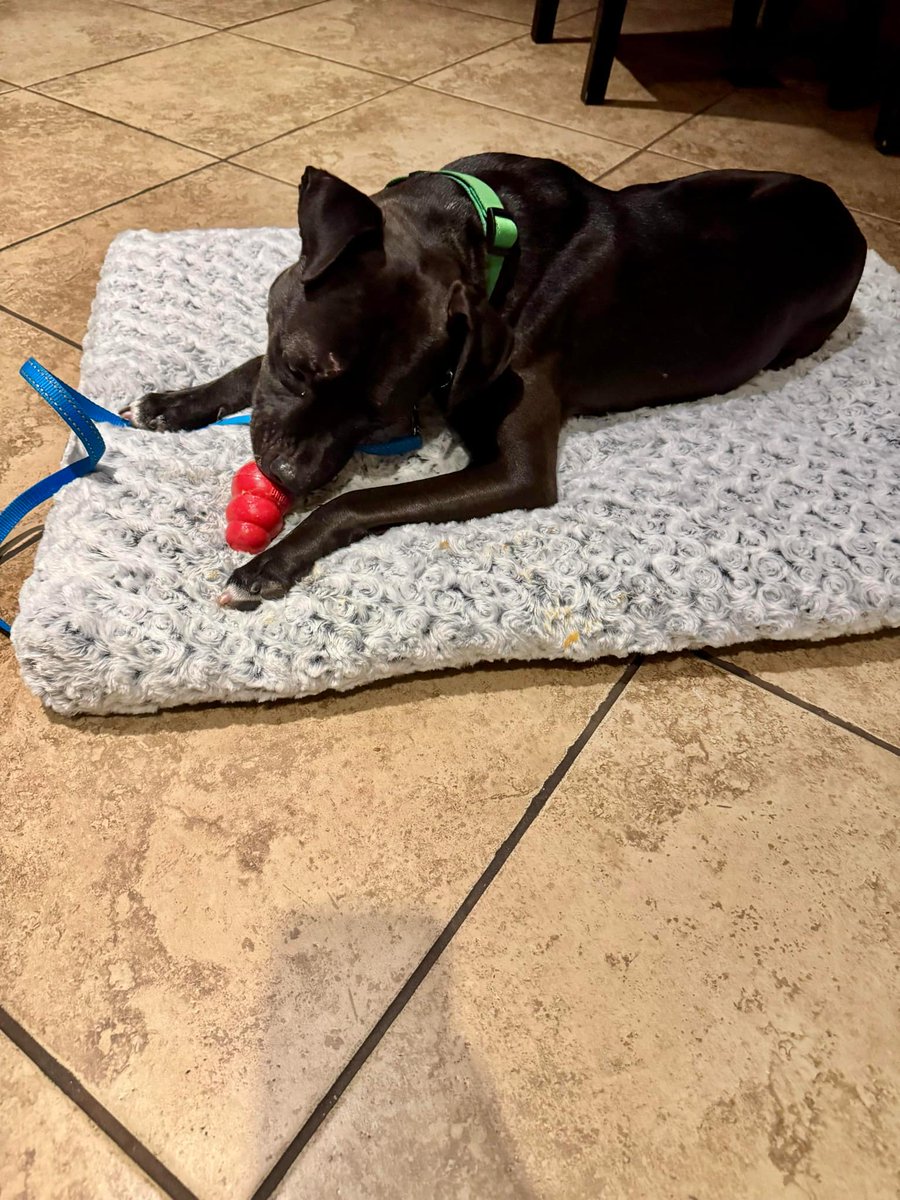 AmsterDogRescue's tweet photo. MIKEY 219719 is out of the shelter and into his foster home in CT!! 🎉 from grave danger to his own bed &amp; toys! 

#mikey #amsterdog #amsterdogrescue https://t.co/urFxg3eUBP