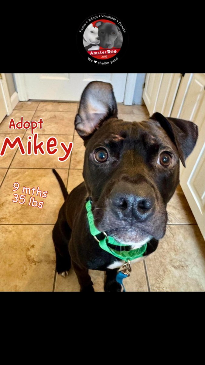 AmsterDogRescue's tweet photo. MIKEY 219719 is out of the shelter and into his foster home in CT!! 🎉 from grave danger to his own bed &amp; toys! 

#mikey #amsterdog #amsterdogrescue https://t.co/urFxg3eUBP